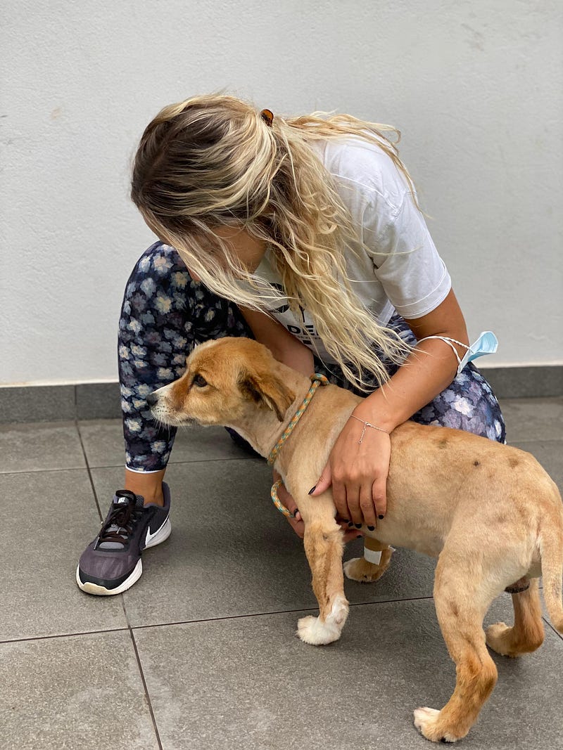 Madeira Friends host fundraiser for a non-profit animal association