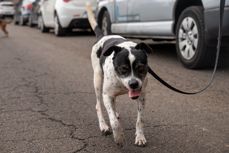 ๐ถ Madeira animal rescue guide