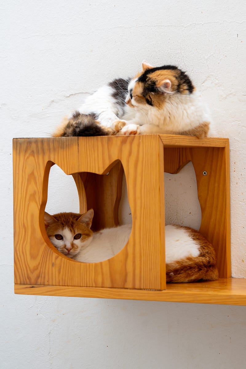 ๐ถ Madeira animal rescue guide