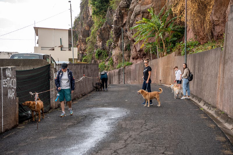 ๐ถ Madeira animal rescue guide