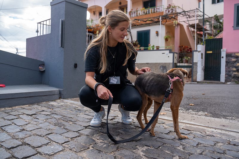 ๐ถ Madeira animal rescue guide