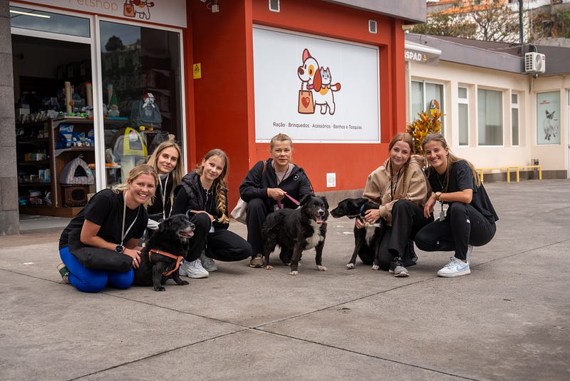 ๐ถ Madeira animal rescue guide