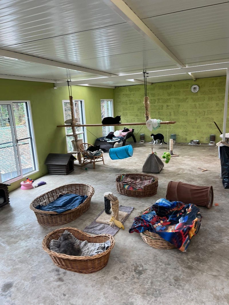 Madeira Friends visit Funchal Kennel 🐾