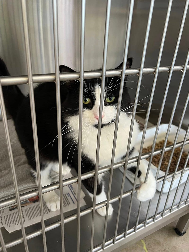 Madeira Friends visit Funchal Kennel 🐾